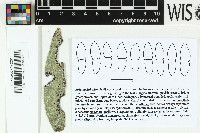 Strigula kaitokensis image