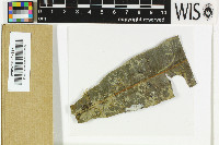 Image of Pyrenidium zamiae