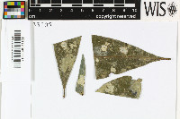 Sporopodium flavescens image