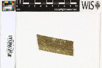 Sporopodium flavescens image