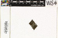 Sporopodium leprieurii image