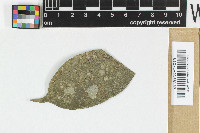 Stigmidium epiphyllum image