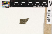 Stigmidium porinae image