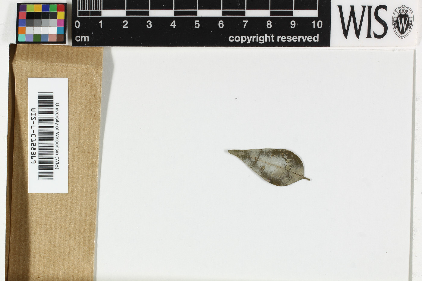 Wentiomyces lichenicola image