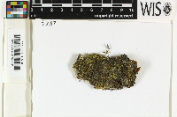 Scytinium fragrans image