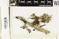 Phyllopsora gossypina image