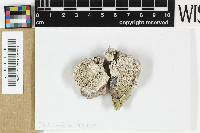 Echidnocymbium speciosum image