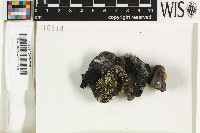 Thallinocarpon nigritellum image