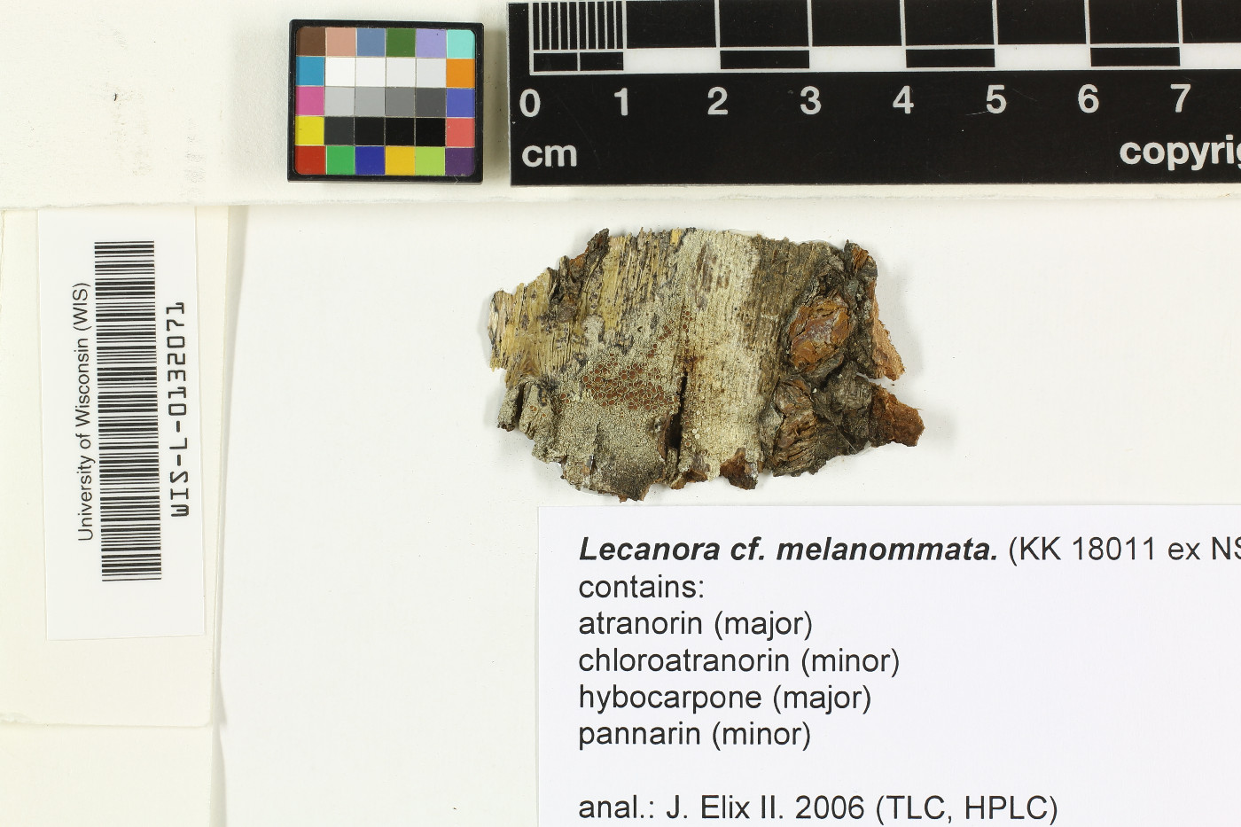 Lecanora melanommata image