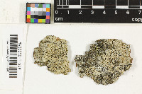 Lecanora neonashii image