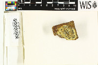 Protoparmeliopsis orbicularis image