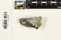 Lecanora rupicola image