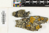 Lecanora sienae image