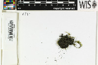 Scytinium lichenoides image