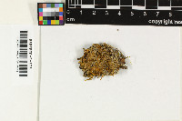 Letrouitia coralloidea image