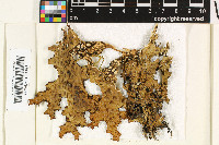 Lobaria yunnanensis image