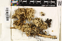 Image of Lobaria pallida