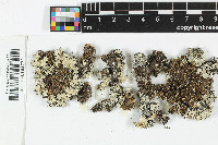 Austromelanelixia piliferella image
