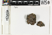 Xanthoparmelia verruculifera image