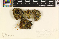 Mycobilimbia obscurata image