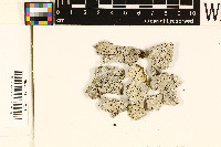 Alyxoria lichenoides image