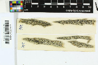 Opegrapha riograndensis image