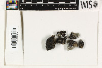 Vahliella leucophaea image