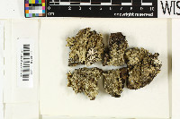 Parmotrema melanochaetum image