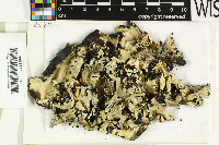 Parmotrema maclayanum image