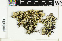 Parmotrema mellissii image