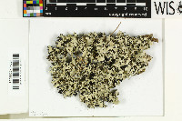 Parmotrema reticulatum image