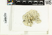 Parmotrema tinctorum image