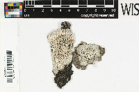 Image of Pertusaria atropunctata