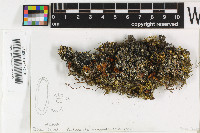 Pertusaria bryontha image