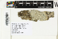 Pertusaria ceylonica image