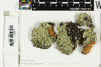 Pertusaria flavida image