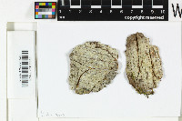 Pertusaria gibberosa image