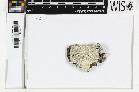Image of Varicellaria hemisphaerica