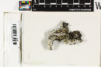 Pertusaria oculata image
