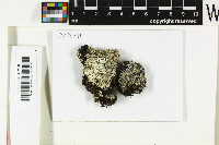 Pertusaria oculata image