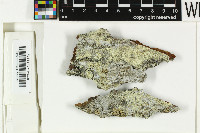 Pertusaria flavida image