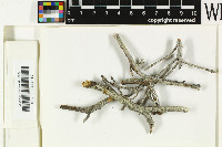 Pertusaria sommerfeltii image