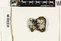 Pertusaria trochiscea image