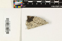 Image of Lichenostigma alpinum