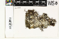 Physcia atrostriata image