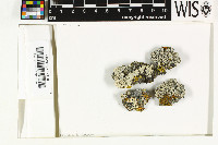 Physcia dimidiata image