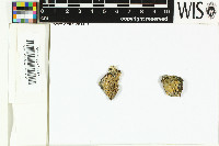 Physcidia wrightii image