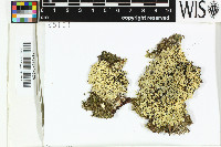 Physcidia wrightii image