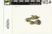 Placynthiella uliginosa image