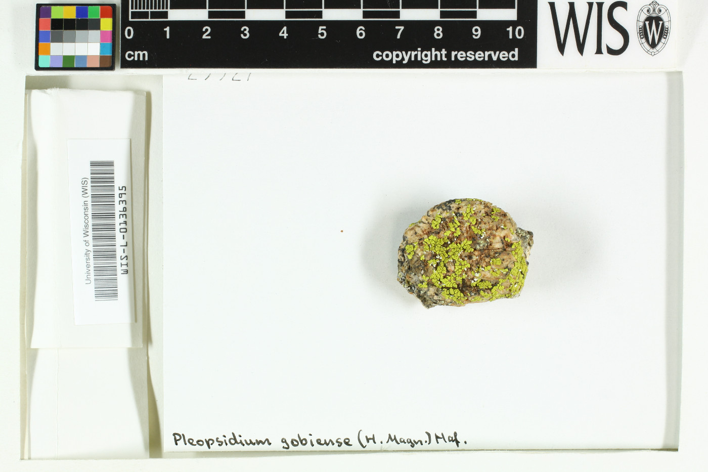 Pleopsidium gobiense image